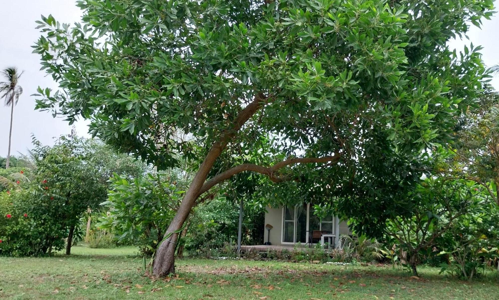Naivacha Tent Koh Mak Exteriér fotografie